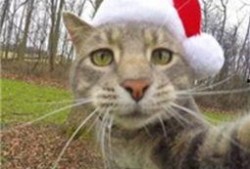 喵星娱乐吃瓜群众是谁