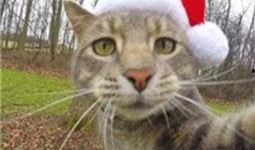 喵星娱乐吃瓜群众是谁