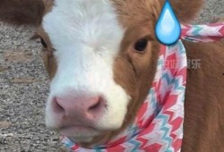 娱乐吃瓜酱懒羊羊